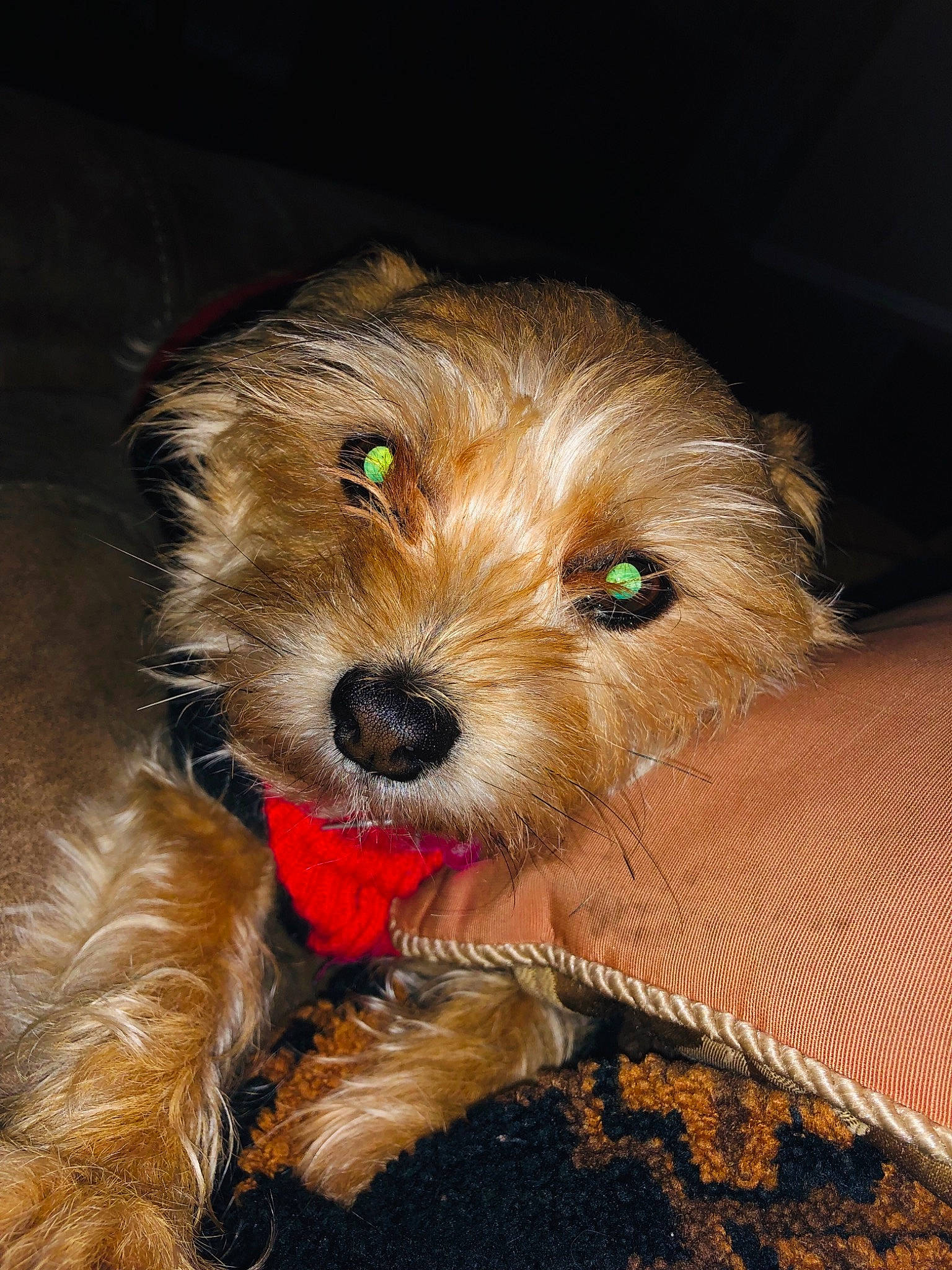 Lilou is registered to the contest to win money with this photo: canidae, carnivore, companion_dog, dog, dog_breed, dutch_smoushond, fur, glen_of_imaal_terrier, mammal, norfolk_terrier, puppy, rare_breed_dog, schnoodle, small_terrier, snout, sporting_lucas_terrier, terrier, toy_dog, vertebrate, yorkshire_terrier