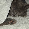 Samson joined the competition — help win amazing prizes! cat, sleeping, gray_cat, quilt, blanket, paw, cozy, indoor, pet, resting, fur, cute, animal, domestic_cat, quiet, comfort, soft, relaxation, closeup, nap