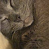 Samson joined the competition — help win amazing prizes! cat, sleeping, gray_fur, close_up, whiskers, peaceful, nap, feline, soft_fur, cozy, pet, animal, cute, resting, domestic_cat, portrait, indoor, relaxation, warm_lighting, cute_pet