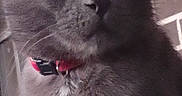 Samson joined the competition — help win amazing prizes! cat, gray_cat, pet, feline, collar, red_collar, brick_wall, window, portrait, animal, indoor, closeup, fur, whiskers, ears, eyes, domestic_cat, looking_away, calm, quiet