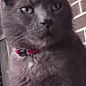 cat, gray_cat, pet, feline, collar, red_collar, brick_wall, window, portrait, animal, indoor, closeup, fur, whiskers, ears, eyes, domestic_cat, looking_away, calm, quiet