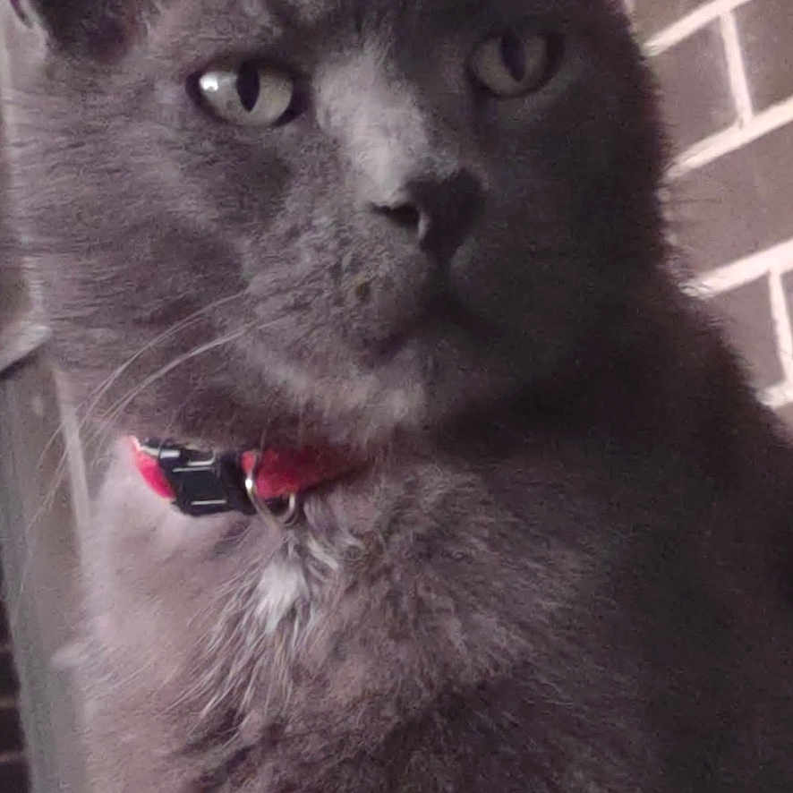Samson joined the competition — help win amazing prizes! cat, gray_cat, pet, feline, collar, red_collar, brick_wall, window, portrait, animal, indoor, closeup, fur, whiskers, ears, eyes, domestic_cat, looking_away, calm, quiet