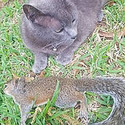 Samson joined the competition — help win amazing prizes! cat, gray_cat, squirrel, grass, outdoor, nature, animal, wildlife, feline, mammal, fur, leaf, daylight, relaxing, curious, wild_animal, closeup, alert, ground, park