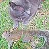 cat, gray_cat, squirrel, grass, outdoor, nature, animal, wildlife, feline, mammal, fur, leaf, daylight, relaxing, curious, wild_animal, closeup, alert, ground, park
