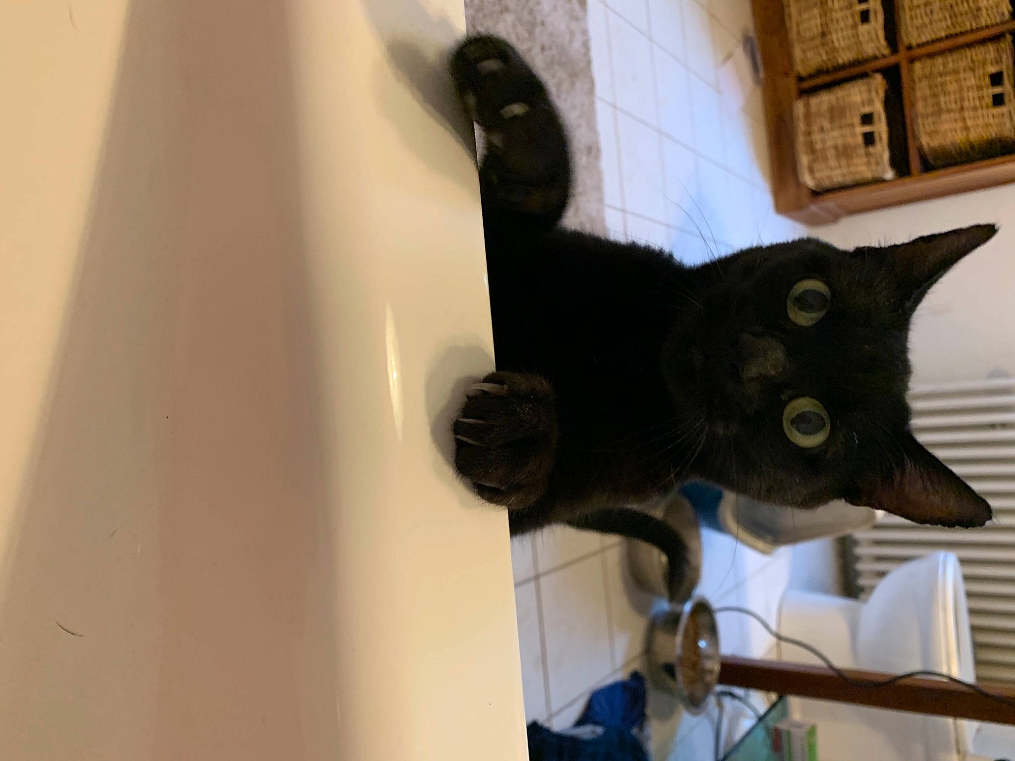 Gribouille a rejoint le concours — aidez-le/la à gagner de superbes lots ! asian, black_cat, carnivore, cat, domestic_short_haired_cat, felidae, fur, kitten, russian_blue, small_to_medium_sized_cats, tail, whiskers