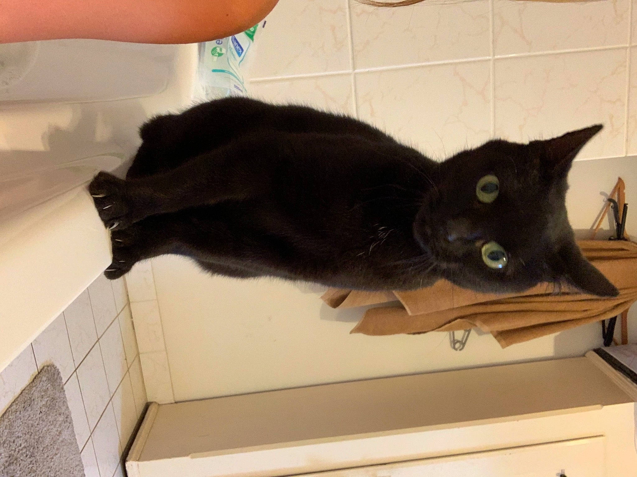 Gribouille a rejoint le concours — aidez-le/la à gagner de superbes lots ! black_cat, bombay, burmese, carnivore, cat, claw, domestic_short_haired_cat, felidae, havana_brown, kitten, korat, nebelung, russian_blue, small_to_medium_sized_cats, tail, whiskers