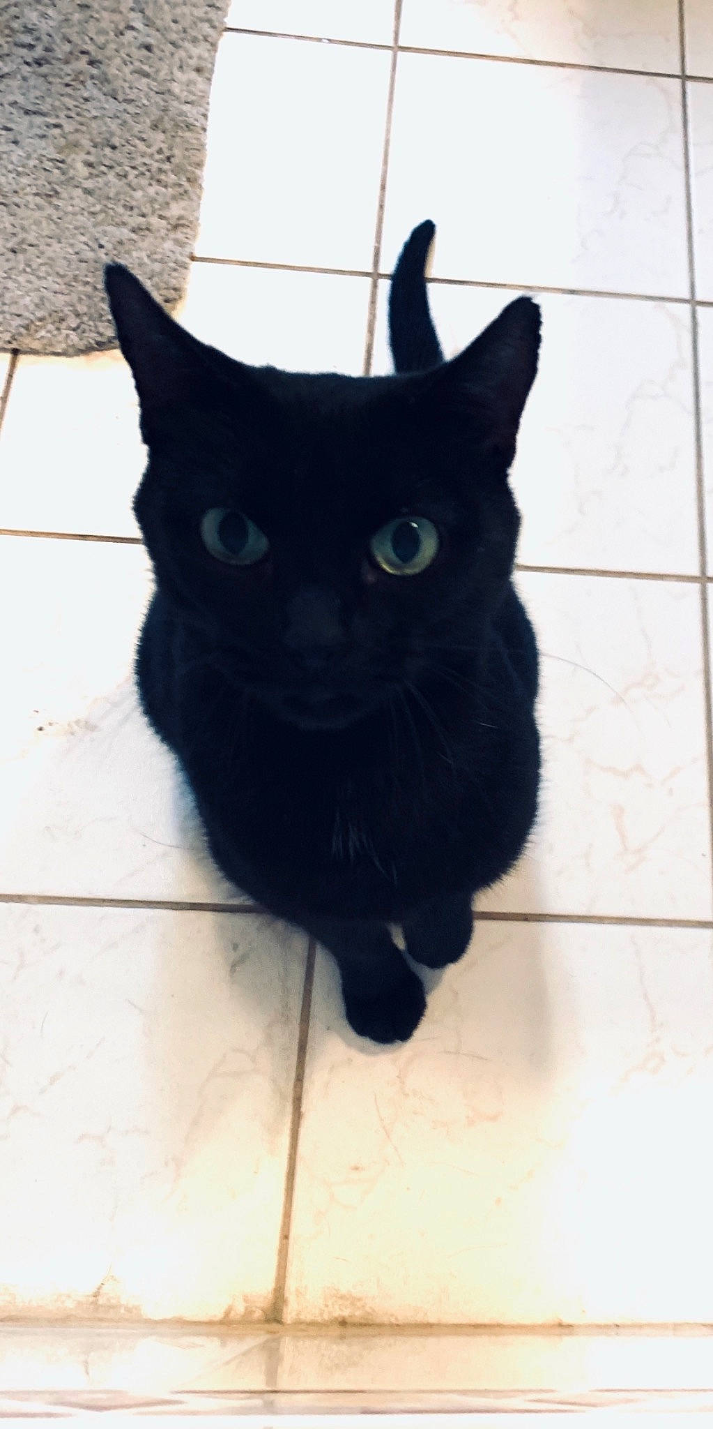 Gribouille participe au concours pour gagner de l'argent avec cette photo : asian, black, black_cat, bombay, carnivore, cat, domestic_short_haired_cat, ear, felidae, fur, small_to_medium_sized_cats, snout, tail, tile, whiskers