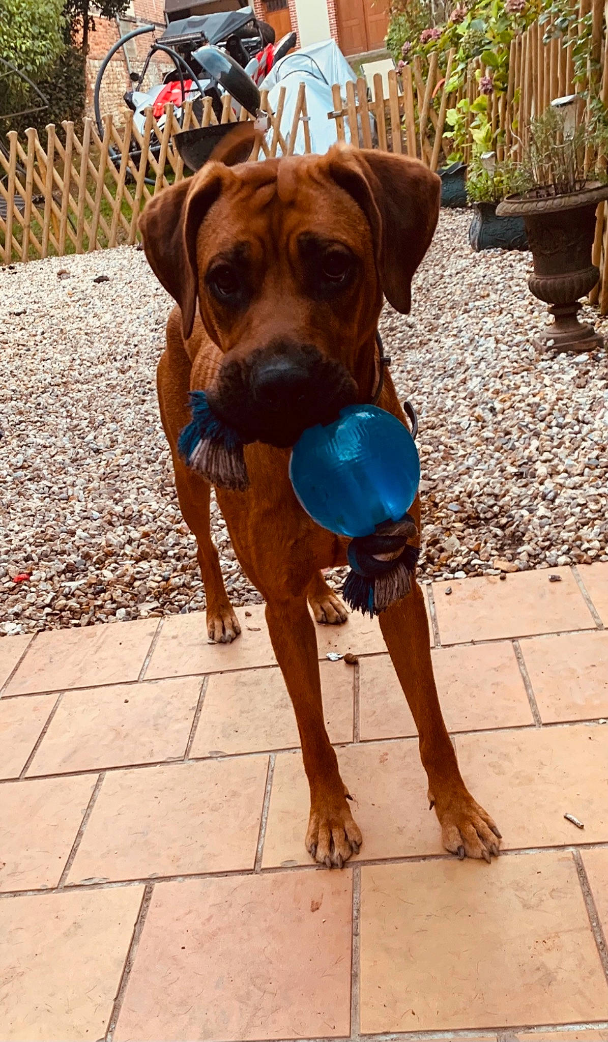 Nola participe au concours pour gagner de l'argent avec cette photo : bavarian_mountain_hound, boxer, canidae, carnivore, dog, dog_breed, fawn, hound, hunting_dog, mammal, rare_breed_dog, redbone_coonhound, rhodesian_ridgeback, snout, sporting_group, tosa, vertebrate, vizsla, working_dog