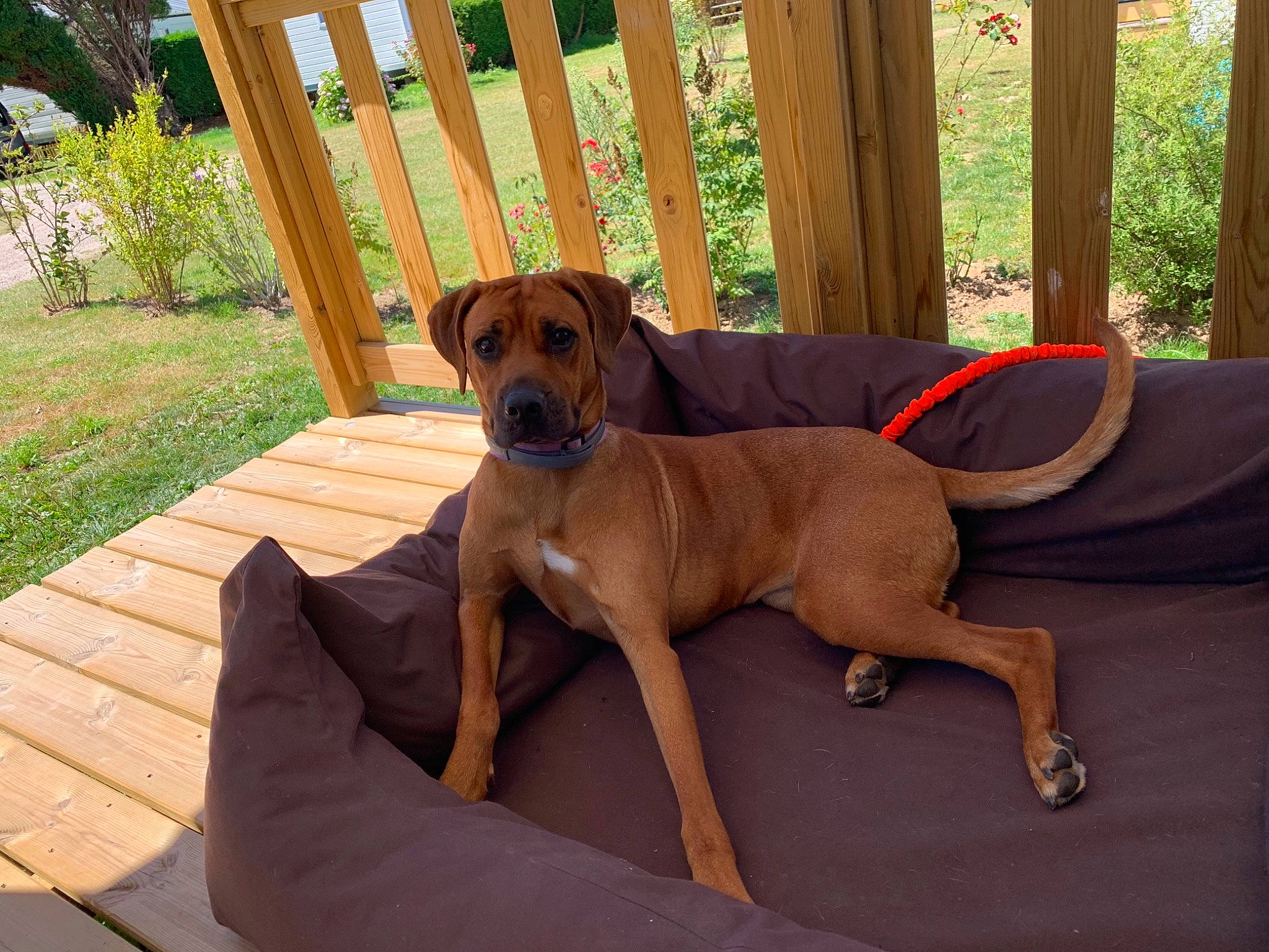 Nola a rejoint le concours — aidez-le/la à gagner de superbes lots ! africanis, azawakh, black_mouth_cur, broholmer, canidae, carnivore, companion_dog, dog, dog_breed, fawn, hound, mammal, mountain_cur, pariah_dog, portuguese_pointer, rare_breed_dog, redbone_coonhound, rhodesian_ridgeback, tosa, vertebrate