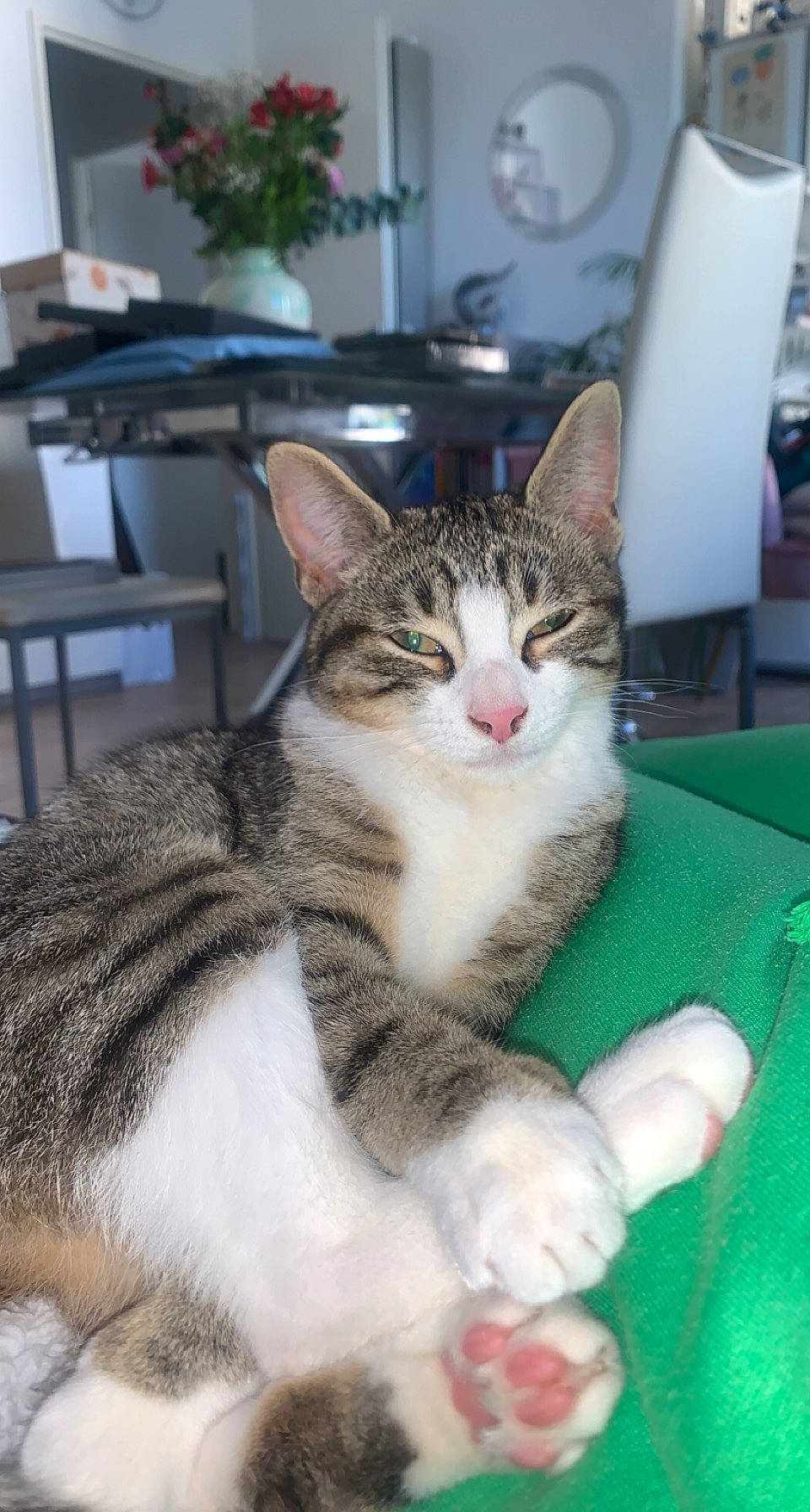 Toscane a rejoint le concours — aidez-le/la à gagner de superbes lots ! carnivore, cat, chair, domestic_short_haired_cat, felidae, fur, houseplant, paper_towel, paw, plant, small_to_medium_sized_cats, snout, whiskers, window