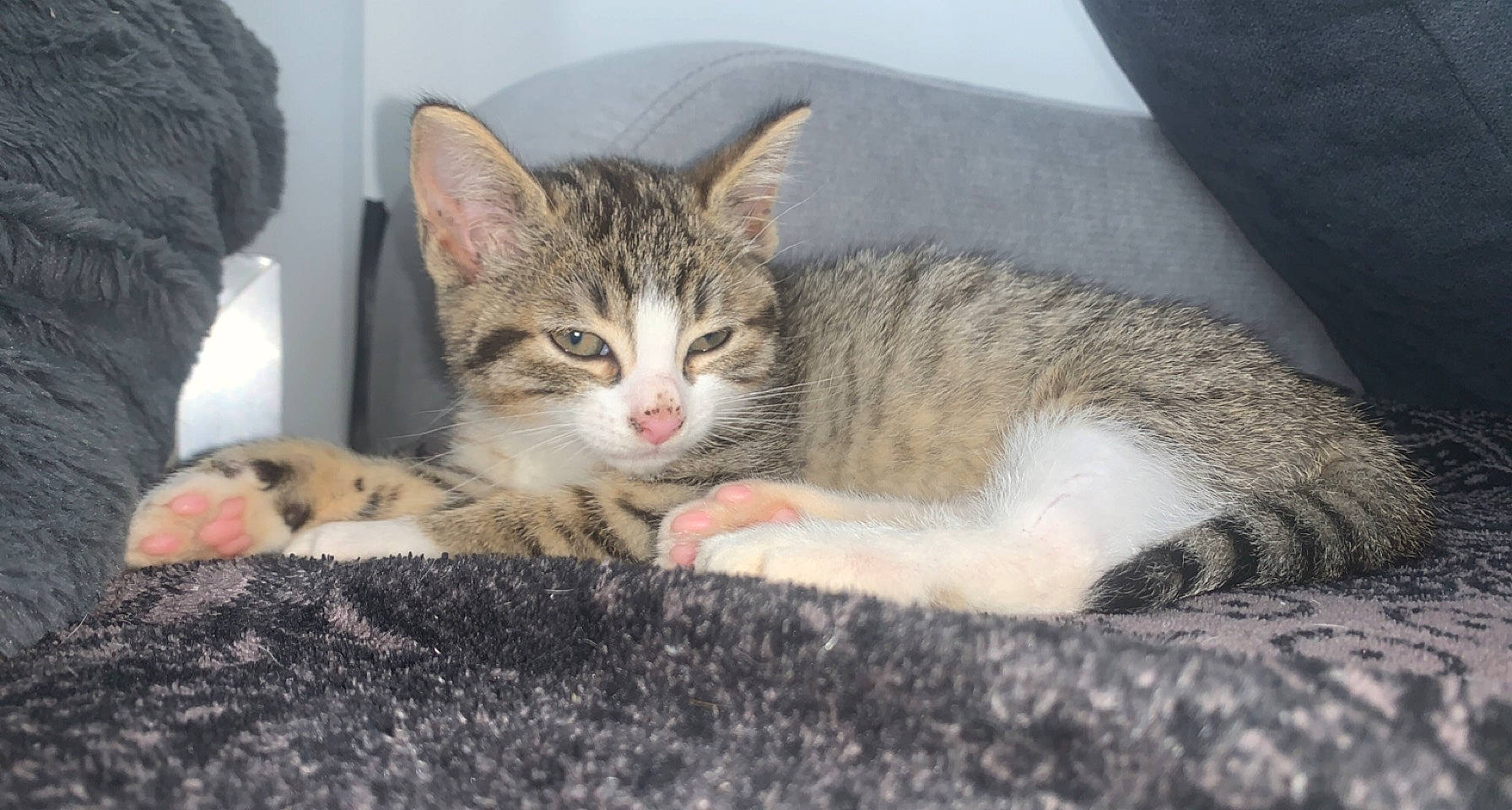 Toscane participe au concours pour gagner de l'argent avec cette photo : carnivore, cat, cat_supply, claw, comfort, domestic_short_haired_cat, felidae, fur, paw, small_to_medium_sized_cats, snout, whiskers