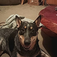 Spooner is registered to the contest to win money with this photo: dog, indoor, carpet, quilt, table, wooden_table, smiling_dog, pet, animal, ears, furniture, box, cozy, home, floor, laying, black_dog, brown_dog, canine, looking