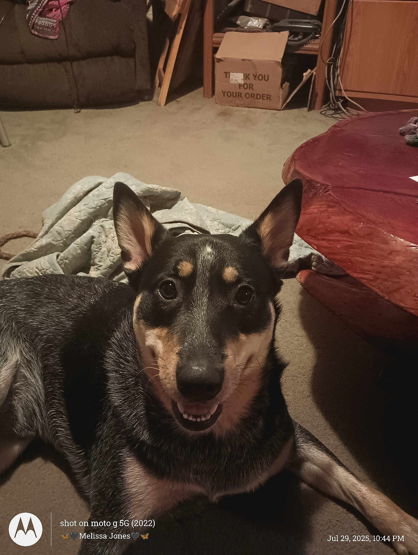 Spooner is registered to the contest to win money with this photo: dog, indoor, carpet, quilt, table, wooden_table, smiling_dog, pet, animal, ears, furniture, box, cozy, home, floor, laying, black_dog, brown_dog, canine, looking