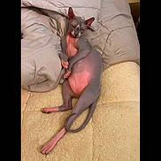 Merlin Ambrose is registered to the contest to win money with this photo: sphynx_cat, hairless_cat, cat, pet, animal, relaxed, lying_down, blanket, comforter, indoor, feline, resting, cozy, pink_skin, gray_skin, tail, ears, paws, bed, cute