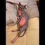 sphynx_cat, hairless_cat, cat, pet, animal, relaxed, lying_down, blanket, comforter, indoor, feline, resting, cozy, pink_skin, gray_skin, tail, ears, paws, bed, cute