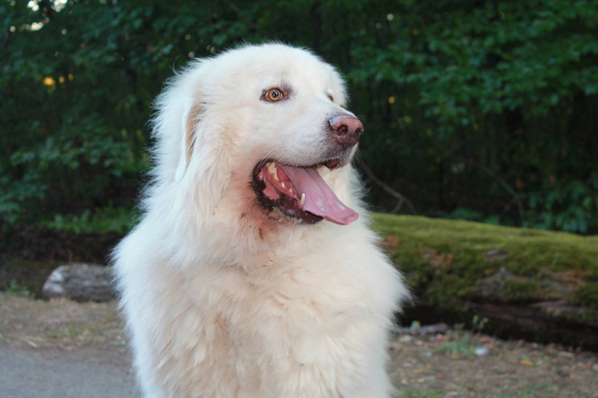 Owen a rejoint le concours — aidez-le/la à gagner de superbes lots ! canidae, carnivore, companion_dog, dog, dog_breed, fang, fur, grass, happy, jaw, plant, shout, snout, sporting_group, terrestrial_animal, tooth, tree, wildlife, working_animal, working_dog