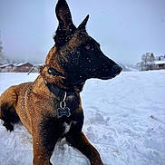 Utah participe au concours pour gagner de l'argent avec cette photo : dog, snow, outdoor, animal, pet, collar, tag, fur, winter, landscape, canine, mammal, brown, black, ear, lying_down, nature, cold, sky, quiet