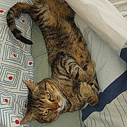 Chamalow participe au concours pour gagner de l'argent avec cette photo : cat, tabby_cat, pet, animal, feline, bed, blanket, sheet, patterned_sheet, indoor, resting, curled_paws, looking_at_camera, whiskers, ears, tail, fur, cute, relaxed, cozy