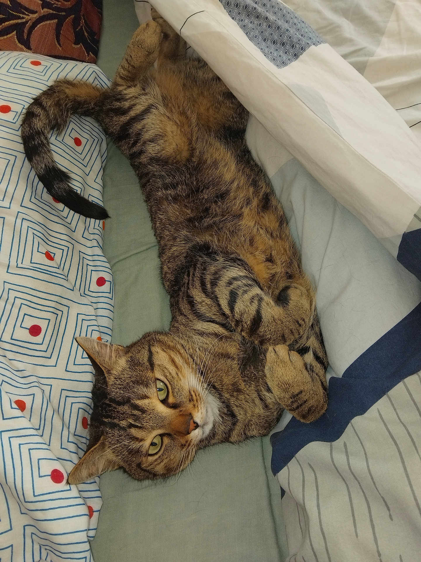 Chamalow participe au concours pour gagner de l'argent avec cette photo : cat, tabby_cat, pet, animal, feline, bed, blanket, sheet, patterned_sheet, indoor, resting, curled_paws, looking_at_camera, whiskers, ears, tail, fur, cute, relaxed, cozy