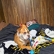 Franky is registered to the contest to win money with this photo: animal, bed, blanket, brown, canine, chewing, colorful, comfortable, cozy, dog, fabric, home, indoor, paw, pet, relaxed, resting, toy, white, wood_paneling