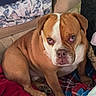 Franky joined the competition — help win amazing prizes! animal, blanket, brown, bulldog, companion, cozy, cushion, cute, dog, domestic, expression, face, fur, indoors, paw, pet, portrait, resting, sitting, white