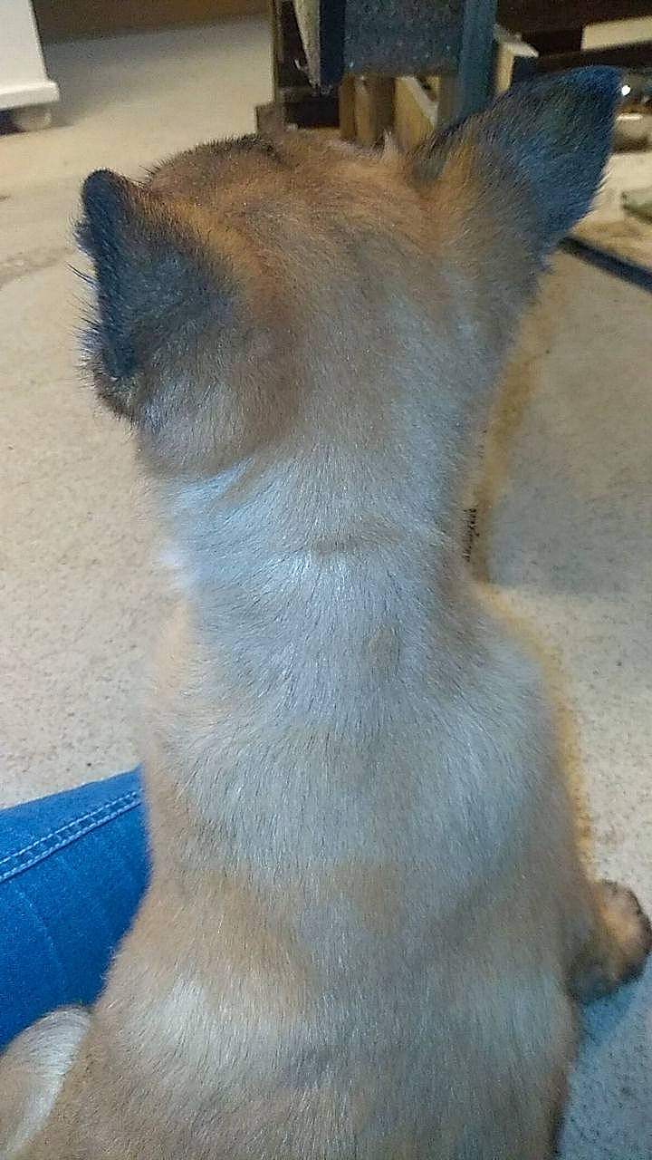 Poopy a rejoint le concours — aidez-le/la à gagner de superbes lots ! canidae, carnivore, claw, companion_dog, dog_breed, fawn, felidae, foot, fur, grey, jaw, marsupial, paw, small_to_medium_sized_cats, snout, tail, terrestrial_animal, whiskers, wildlife, working_animal