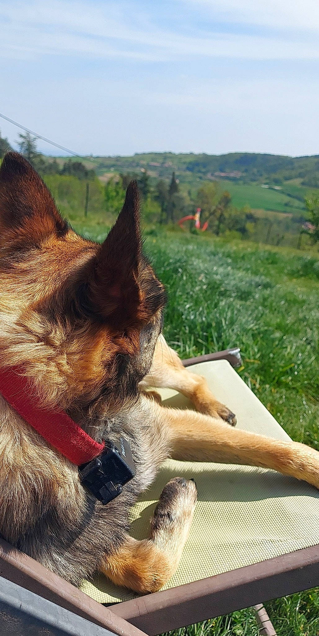 Poopy a rejoint le concours — aidez-le/la à gagner de superbes lots ! canidae, carnivore, collar, companion_dog, dog, dog_breed, fawn, felidae, german_shepherd_dog, grass, plant, sky, small_to_medium_sized_cats, snout, sporting_group, terrestrial_animal, tree, whiskers, wood, working_animal