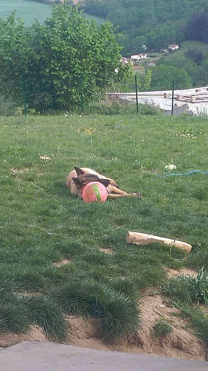 Poopy a rejoint le concours — aidez-le/la à gagner de superbes lots ! ball, field, grass, grassland, groundcover, human_leg, knee, landscape, lawn, leisure, meadow, pasture, people_in_nature, plant, recreation, shrub, soil, toy, tree, wood