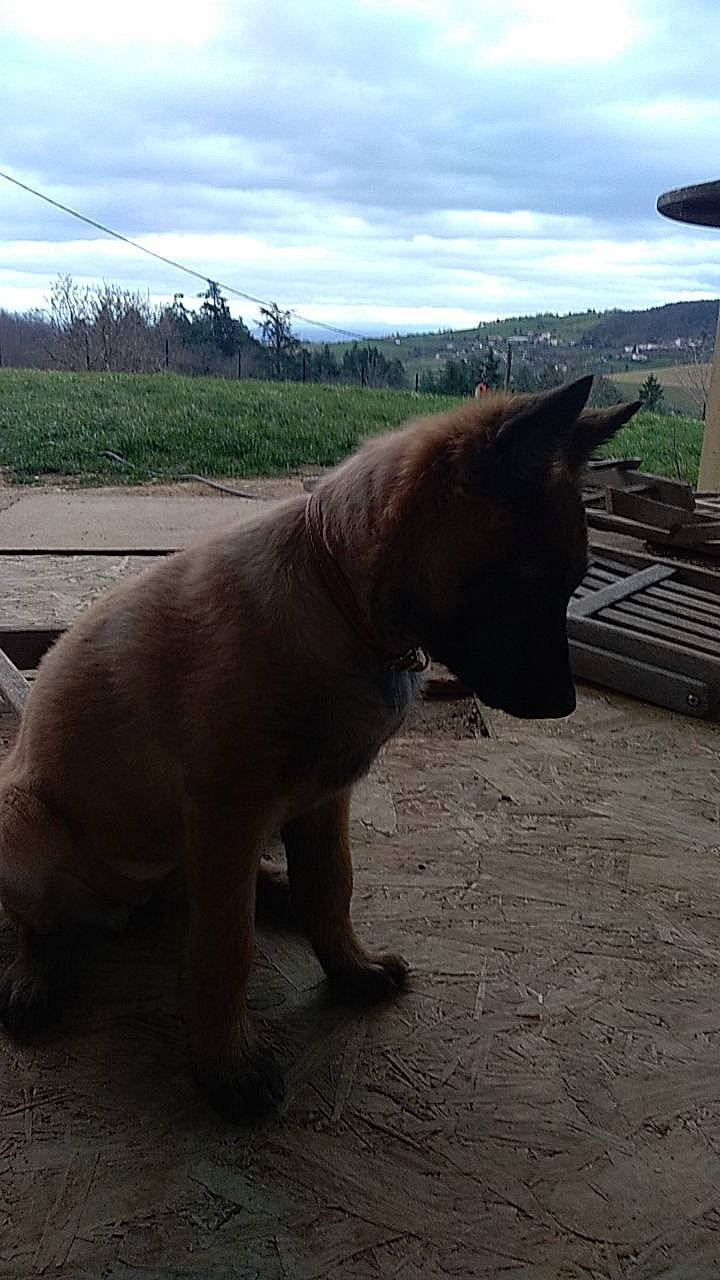 Poopy participe au concours pour gagner de l'argent avec cette photo : canidae, carnivore, cloud, dog, dog_breed, fawn, felidae, grass, landscape, mammal, pasture, plant, sky, snout, sporting_group, tail, terrestrial_animal, tree, wildlife, working_animal