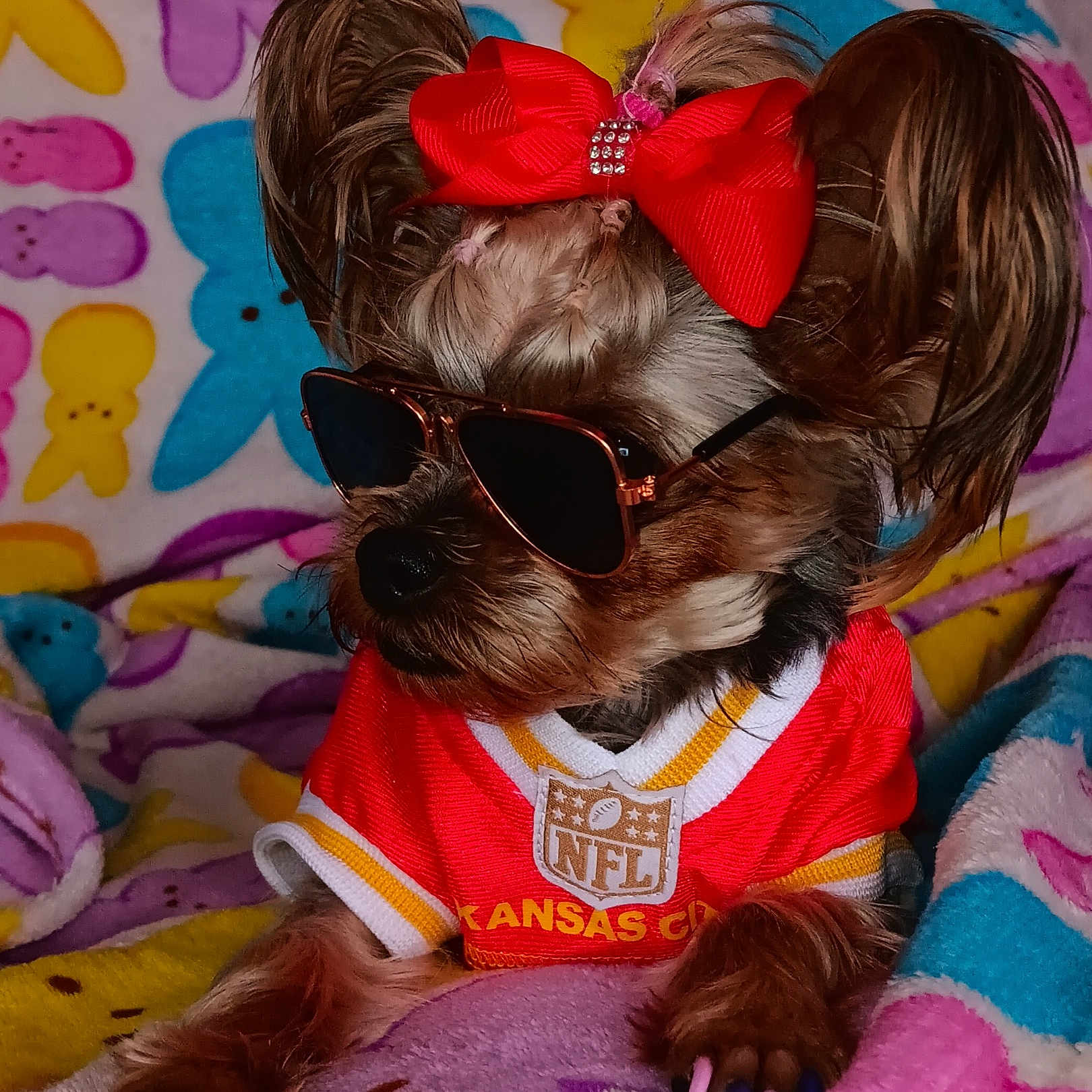 Tinirae Williams is registered to the contest to win money with this photo: accessories, animal, bunny_pattern, colorful_blanket, cozy, cute, dog, fur, indoor, kansas_city, nail_polish, nfl_jersey, paw, pet_fashion, portrait, red_bow, relaxed, small_dog, stylish, sunglasses
