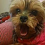 dog, small_dog, close_up, tongue_out, fluffy_fur, pet, indoor, cozy, red_clothing, cute, animal, mammal, companion, fur, face, mouth, eyes, expression, happy, domestic_animal
