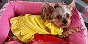 Tinirae Williams joined the competition — help win amazing prizes! dog, pet, yellow_dress, pink_bed, cozy, cute, small_dog, fur, indoors, animal, resting, curious, closeup, canine, domestic_animal, bed, blanket, fur_texture, comfortable, companion