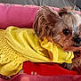 dog, pet, yellow_dress, pink_bed, cozy, cute, small_dog, fur, indoors, animal, resting, curious, closeup, canine, domestic_animal, bed, blanket, fur_texture, comfortable, companion