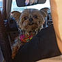 dog, small_dog, yorkshire_terrier, colorful_bandana, car_interior, cds, visor, curious_expression, pet, close_up, fur, ears, seat, shoulder, person, window, daylight, dashboard, transportation, animal