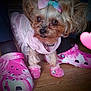 dog, small_dog, pink_clothing, pink_crocs, miniature_shoes, wooden_floor, pet_fashion, footwear, person_feet, animal, cute, heart_emoji, indoors, fur, canine, accessory, dress, pet, toy_like, adorable
