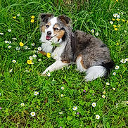 Jango a rejoint le concours — aidez-le/la à gagner de superbes lots ! dog, animal, grass, tree, wildflowers, nature, outdoor, meadow, greenery, flora, canine, pet, happy, relaxed, summer, sunlight, moss, lichen, tricolor, lying_down