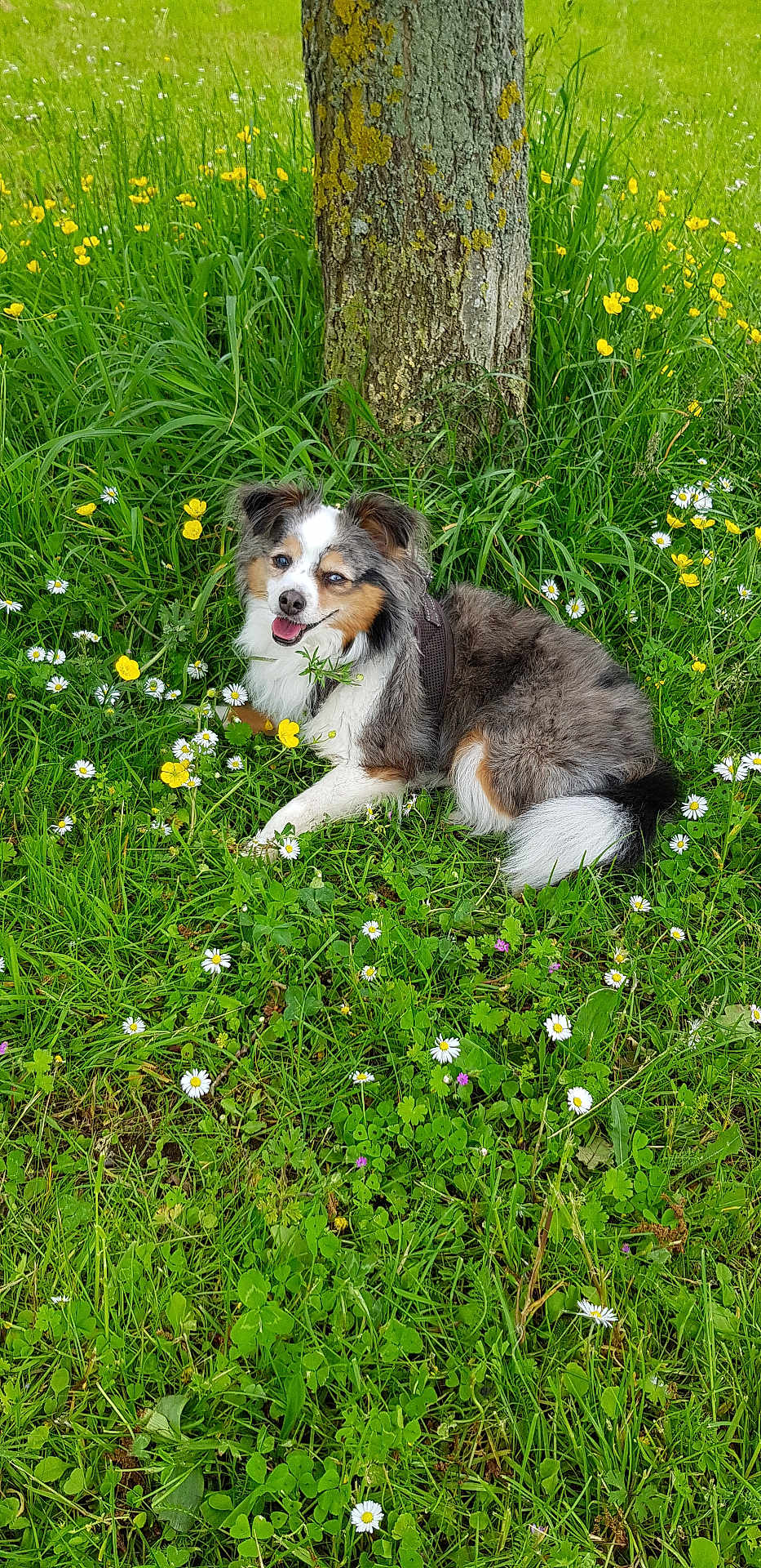 Jango a rejoint le concours — aidez-le/la à gagner de superbes lots ! dog, animal, grass, tree, wildflowers, nature, outdoor, meadow, greenery, flora, canine, pet, happy, relaxed, summer, sunlight, moss, lichen, tricolor, lying_down