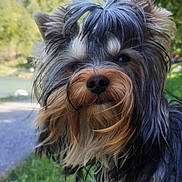 Valantin is registered to the contest to win money with this photo: adorable, animal, canine, close_up, cute, dog, ears, eyes, fluffy, fur, grass, greenery, long_hair, mountain, nature, nose, outdoor, pet, portrait, sunlight