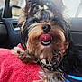 dog, tongue_out, happy, fluffy, pet, car_interior, blanket, texture, fur, close_up, paw, travel, seat, window, sunlight, cute, animal, companion, relaxing, portrait