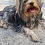 dog, small_dog, shaggy_fur, happy, tongue_out, outdoor, concrete, rocky_background, leash, pet, canine, fur, ears, snout, animal, nature, daylight, close_up, resting, smiling