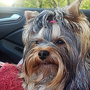 Valantin a rejoint le concours — aidez-le/la à gagner de superbes lots ! calm, canine, car_interior, closeup, daylight, dog, ears, fluffy, fur, hair_tie, looking_away, nose, outdoor_background, paw, pet, red_blanket, seated, small_dog, trees, window