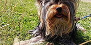 Valantin participe au concours pour gagner de l'argent avec cette photo : dog, grass, outdoor, sunny, blue_sky, trees, trail, happy, tongue_out, shaggy_fur, leash, nature, walking, people, summer, canine, mammal, animal, pet, resting