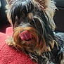dog, tongue, fur, pet, indoor, cushion, car_interior, window, red, black, brown, white, ears, nose, paw, hair, tongue_out, closeup, relaxed, animal