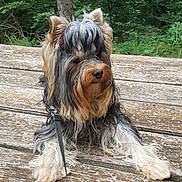 Valantin a rejoint le concours — aidez-le/la à gagner de superbes lots ! animal, bench, canine, dog, ears, forest, fur, greenery, leash, long_hair, nature, outdoor, park, paw, pet, relaxing, sitting, snout, tree, wood