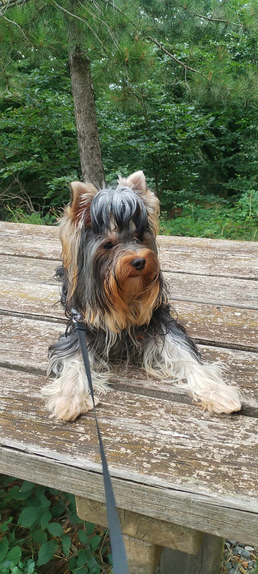 Valantin a rejoint le concours — aidez-le/la à gagner de superbes lots ! animal, bench, canine, dog, ears, forest, fur, greenery, leash, long_hair, nature, outdoor, park, paw, pet, relaxing, sitting, snout, tree, wood