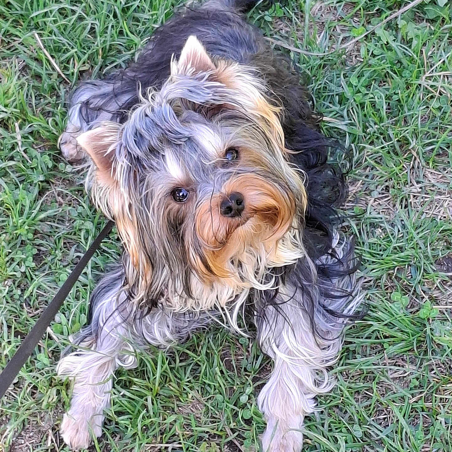 Valantin participe au concours pour gagner de l'argent avec cette photo : adorable, animal, canine, cute, dog, ears, eyes, face, friendly, fur, grass, leash, lying_down, mammal, nature, outdoor, pet, playful, portrait, small_dog