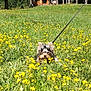 dog, small_dog, leash, yellow_flowers, field, grass, nature, outdoor, trees, cabin, wooden_cabin, sunlight, greenery, pets, animal, fluffy, summer, meadow, peaceful, scenery