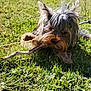 dog, grass, stick, outdoor, sunny, path, nature, shaggy_fur, puppy, animal, chewing, greenery, leash, blurred_background, hill, walking, pet, small_dog, canine, daylight