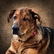 Zeus participe au concours pour gagner de l'argent avec cette photo : animal, background, black_fur, brown_fur, canine, close_up, companion, dog, domestic_animal, ears, expression, fur_texture, indoor, looking_away, mammal, pet, portrait, red_collar, snout, studio_style