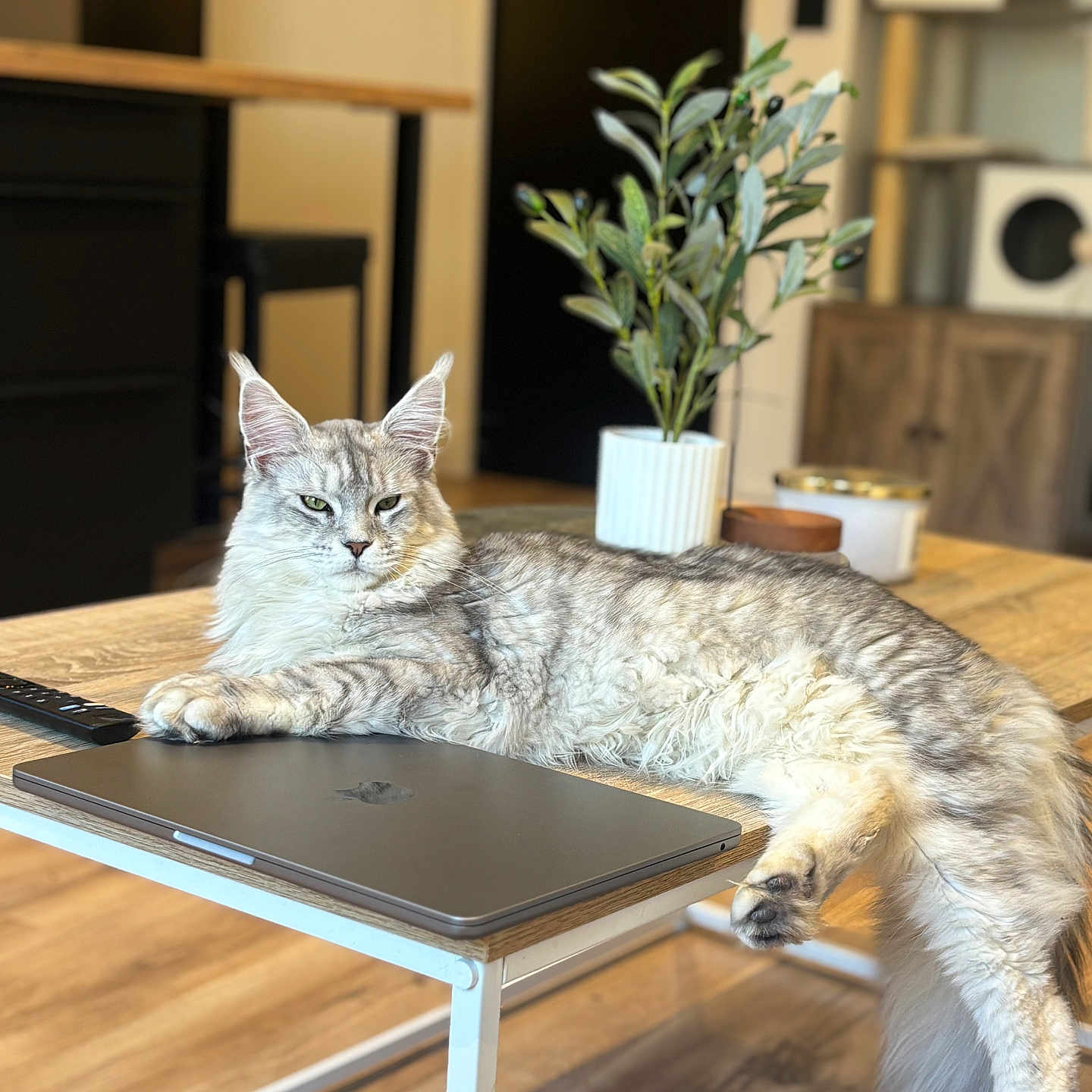 Snowy participe au concours pour gagner de l'argent avec cette photo : cat, silver_tabby, laptop, table, wooden_floor, plant, indoor, furniture, relaxed, pet, domestic_cat, houseplant, technology, portrait, animal, living_room, modern, cozy, resting, long_hair